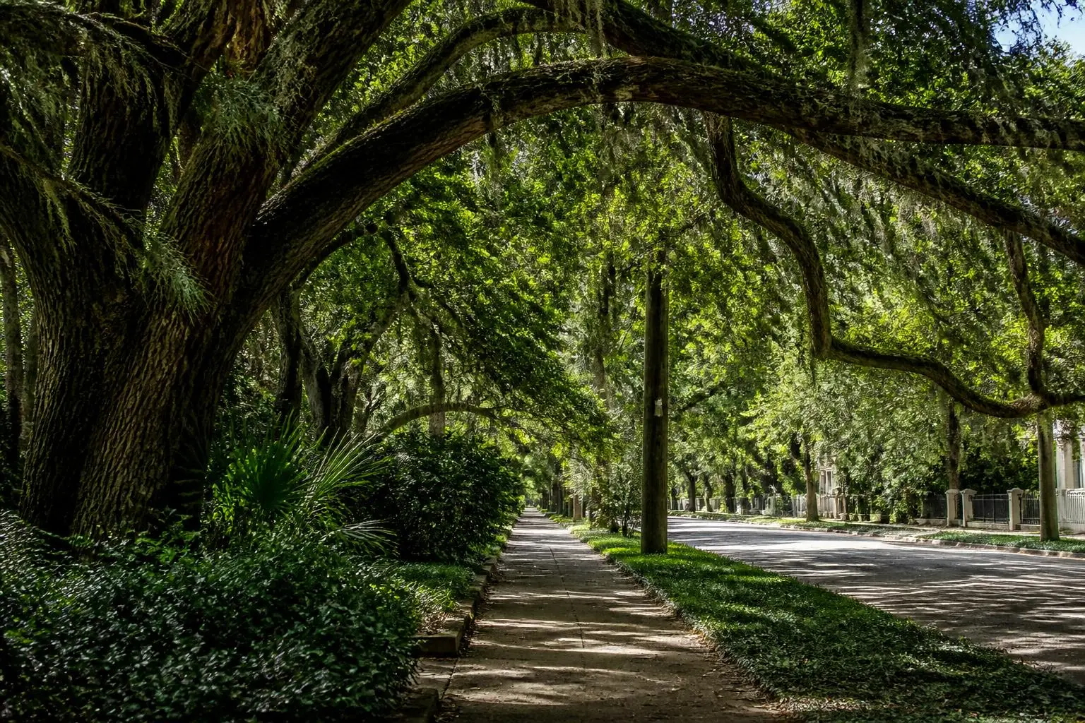 Willow oaks arching over a residential street in Eastover, Charlotte